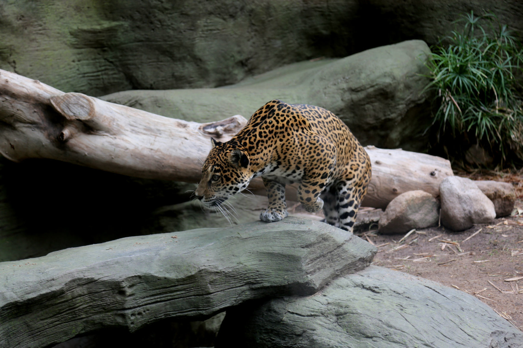 Meet Reid Park Zoo's new jaguar Bella